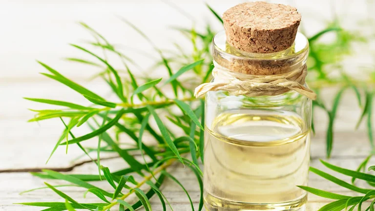 SCCS Tea Tree Oil